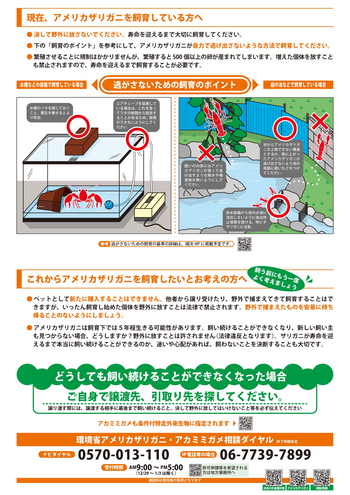 アメリカザリガニを野外放さないで!(裏).png