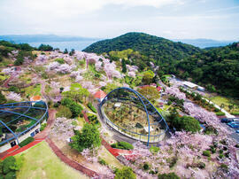 桜（くじゃく園）.jpg